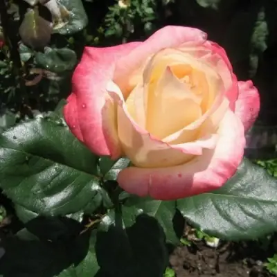 Роза БЕЛА ПЕРЛА чайно-гибридная в Могилёве