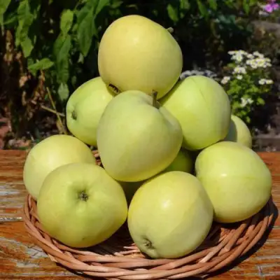 Яблоня ПАПИРОВКА в Могилёве