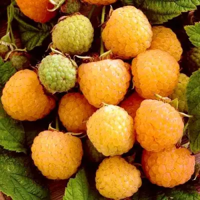 Малина ЗОЛОТЫЕ КУПОЛА в Могилёве