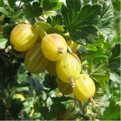 Крыжовник БЕРИЛЛ в Могилёве