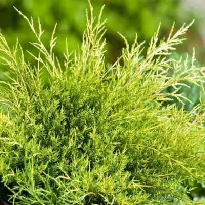 Можжевельник ОЛД ГОЛД средний в Могилёве