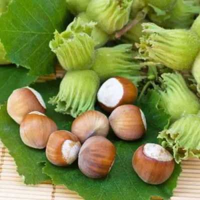 Фундук КРЕПКИЙ ОРЕШЕК в Могилёве