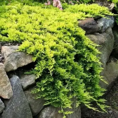 Можжевельник ГОЛДЕН КАРПЕТ горизонтальный  в Могилёве