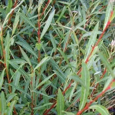 Ива НАНА пурпурная в Могилёве