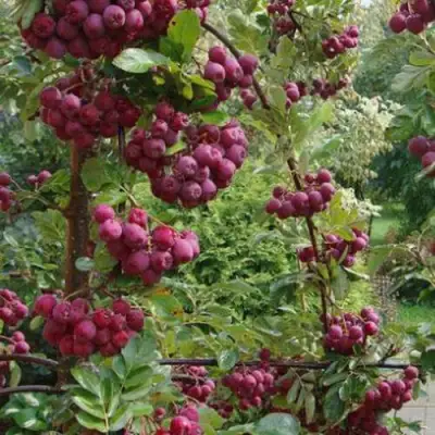 Рябина ДЕСЕРТНАЯ МИЧУРИНА сладкоплодная в Могилёве