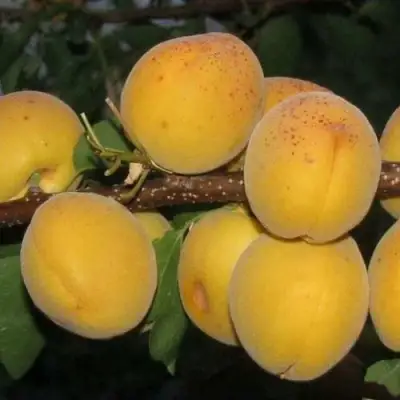 Абрикос ДЕСЕРТНЫЙ ГОЛУБЕВА в Могилёве