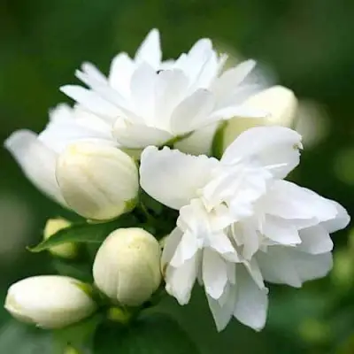 Жасмин ШНЕЕШТРУМ в Могилёве