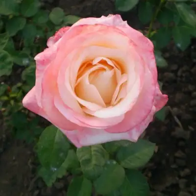 Роза БЕЛА ПЕРЛА чайно-гибридная в Могилёве