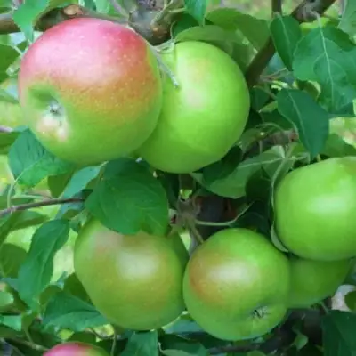 Яблоня НАВАВИТА в Могилёве