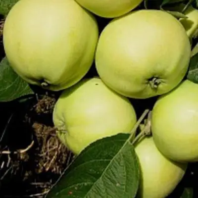 Яблоня ПАПИРОВКА в Могилёве