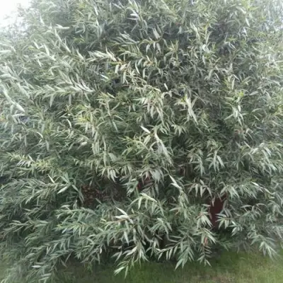 Ива СЕРЕБРИСТАЯ в Могилёве