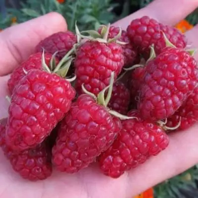 Малина МОСКОВСКИЙ ВЕЛИКАН в Могилёве