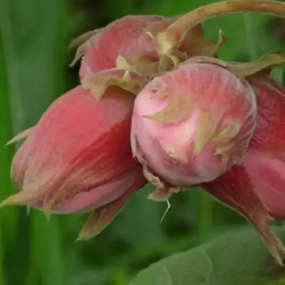 Фундук АКАДЕМИК ЯБЛОКОВ в Могилёве