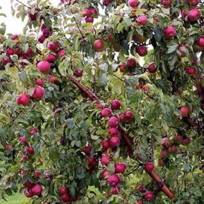 Яблоня ЛОБО в Могилёве