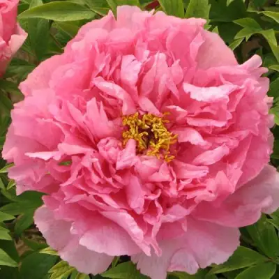 Пион СЕРЕБРИСТЫЙ РУЧЕЙ древовидный в Могилёве