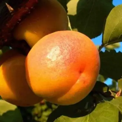 Абрикос СПАДЧЫНА в Могилёве