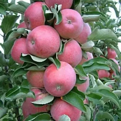 Яблоня АНТЕЙ КИЕВСКИЙ колонновидная в Могилёве