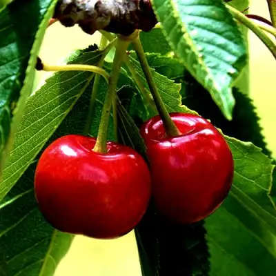 Вишня НИКА в Могилёве