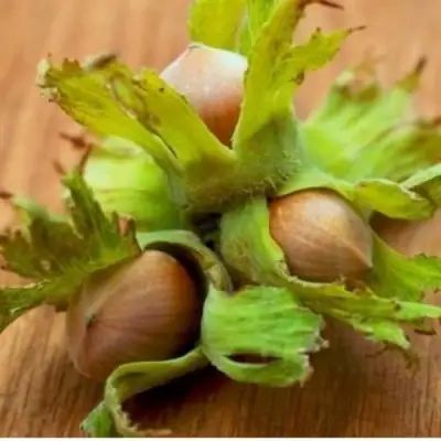 Фундук ГИГАНТ ТАМБОВСКИЙ в Могилёве