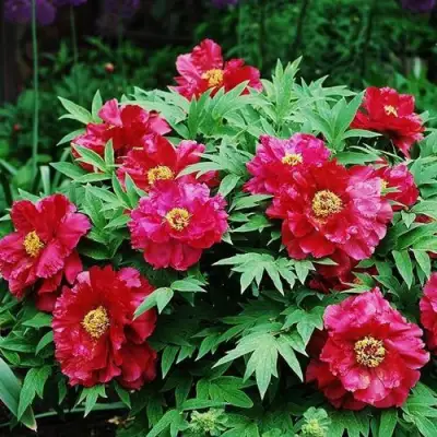 Пион КРАСНЫЙ ЛОТОС древовидный в Могилёве