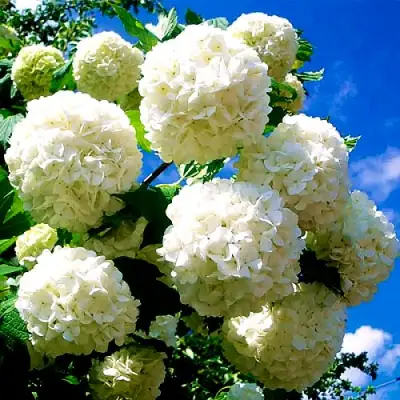 Калина БУЛЬДЕНЕЖ в Могилёве