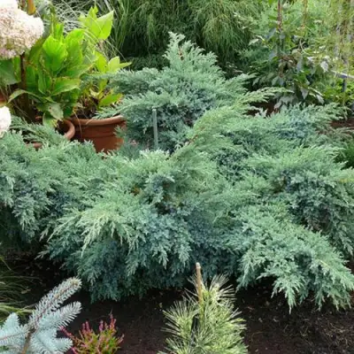 Можжевельник БЛЮ ШВЕД (СВИД) чешуйчатый в Могилёве