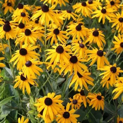 Рудбекия блестящая в Могилёве