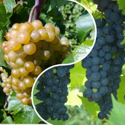 Комплект ИНЬ-ЯНЬ в Могилёве