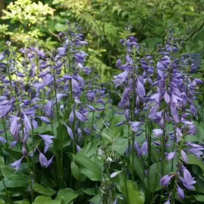 Хоста ГАРРИ ВАН ТРИЕР в Могилёве