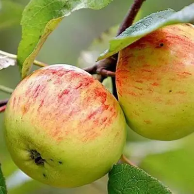 Яблоня РАНЕТКА (КОРОБОВКА) в Могилёве