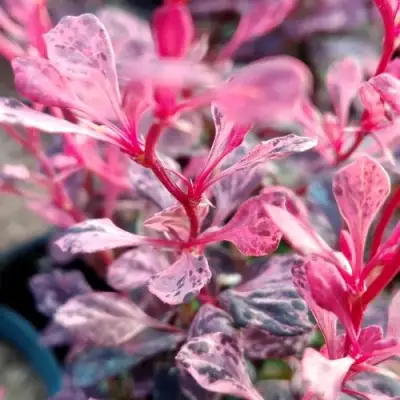 Барбарис РОУЗ ГЛОУ тунберга в Могилёве