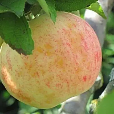 Яблоня ЛЕТНЕЕ СЛАДКОЕ в Могилёве