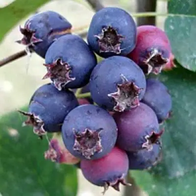 Ирга SLEYT в Могилёве