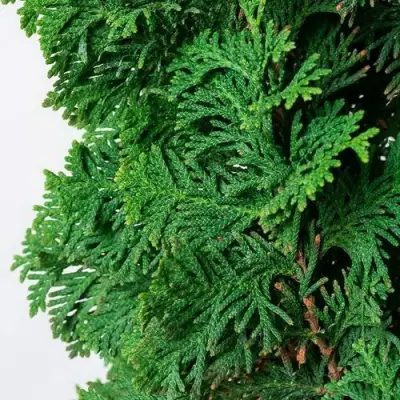 Туя СПИРАЛИС западная в Могилёве