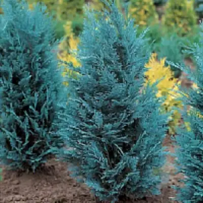 Кипарисовик ВАН ПЕЛЬТС БЛЮ лавсона в Могилёве