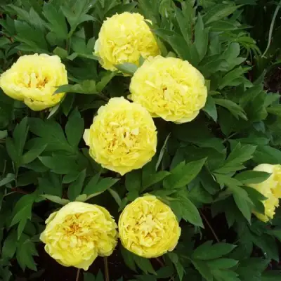 Пион ЗОЛОТАЯ КОРОНА древовидный в Могилёве