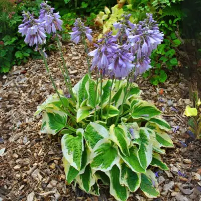 Хоста АУРЕОМАРГИНАТА в Могилёве