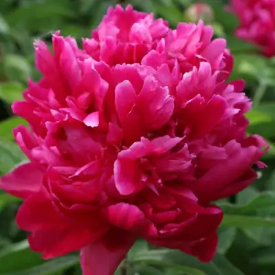 Пион ПЕСНЬ ВЕТРА травянистый в Могилёве