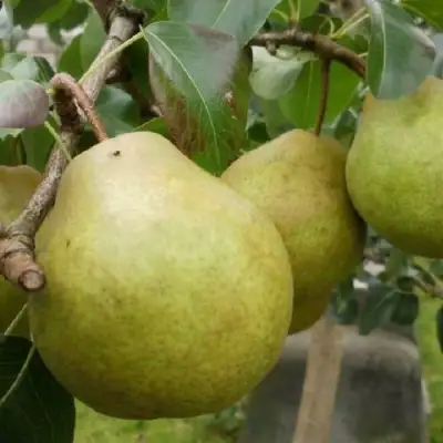 Груша ПЛАТОНОВСКАЯ в Могилёве