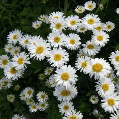 Астра АЛЬБУС альпийская в Могилёве