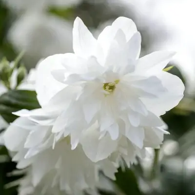 Жасмин МИНЕСОТА СНОУФЛЕЙК в Могилёве