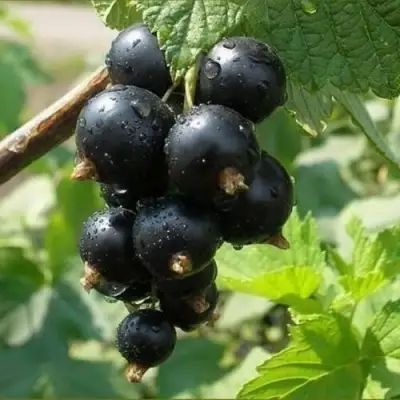 Смородина черная ПИГМЕЙ в Могилёве