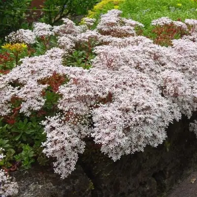 Очиток (седум) МУРАЛЕ белый в Могилёве