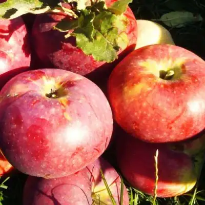 Яблоня АПОРТ в Могилёве