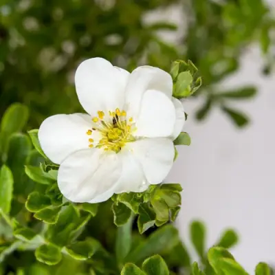 Лапчатка СНОУБЕРД кустарниковая в Могилёве