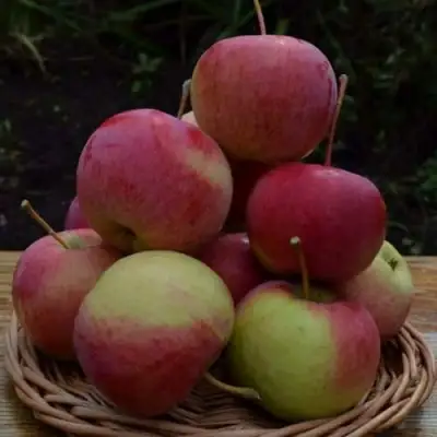 Яблоня РОДНИКОВАЯ в Могилёве