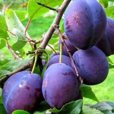 Слива ВЕНГЕРКА БЕЛОРУССКАЯ в Могилёве