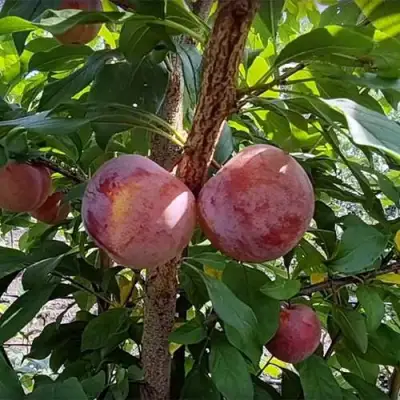 Плуот ГЕО ПРАЙД в Могилёве
