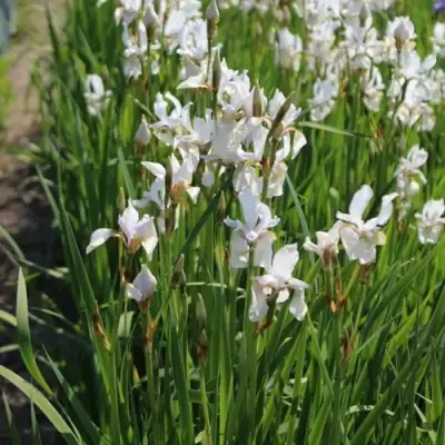 Ирис АЛЬБА сибирский в Могилёве