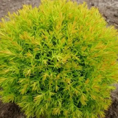 Туя АННИЕК западная в Могилёве